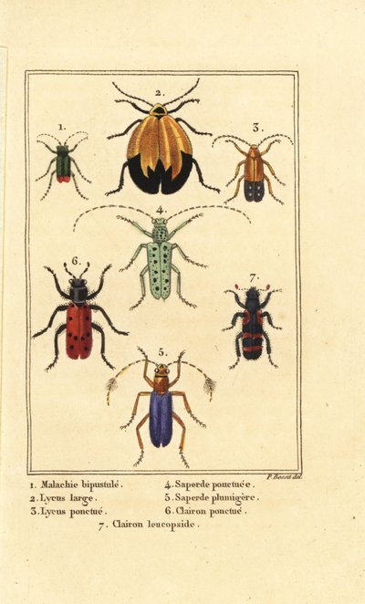 Escarabajo de malaquita, Malachius bipustulatus 1, escarabajos de alas de red, Lycus melanurus 2, Lycus punctatus 3, Saperda punctata 4, especies de Saperda 5, Trichodes octopunctatus 6 y Trichodes apiarius 7 de Pancrace (after) Bessa