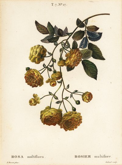 Rosa multiflora o rosa japonesa, Rosa multiflora, Rosier multifore de Pancrace (after) Bessa