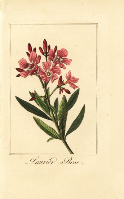 Adelfa, Laurier-rose, Nerium oleander de Pancrace (after) Bessa
