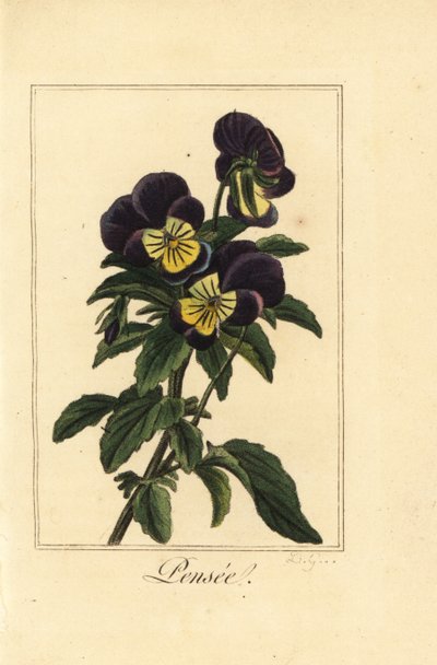 Pensamiento, Viola tricolor var de Pancrace (after) Bessa