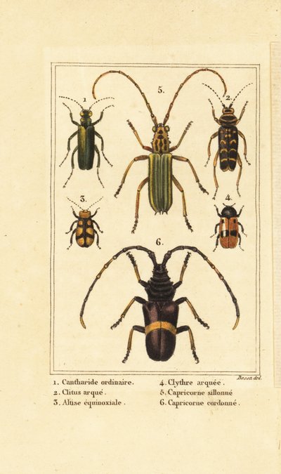 Escarabajo de la mosca española, Lytta vesicatoria 1, escarabajo avispa, Clytus arietis 2, Altica equinoctialis 3, Clytra quadripunctata 4, escarabajos de cuernos largos, Chlorida festiva 5 y Trachyderes succinctus 6 de Pancrace (after) Bessa
