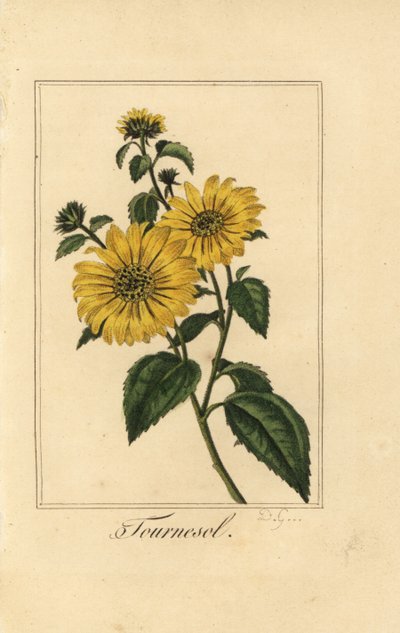 Girasol, Helianthus annuus de Pancrace (after) Bessa
