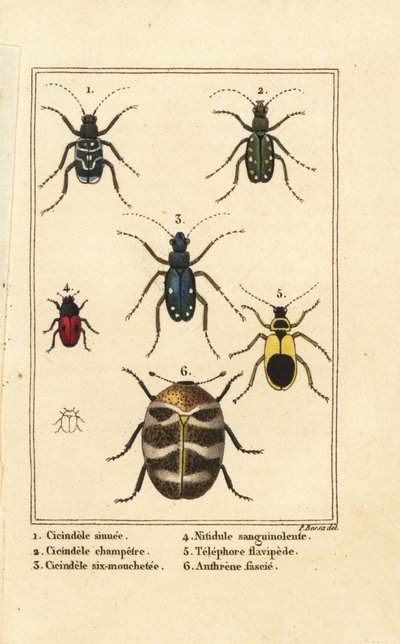 Escarabajos tigre, Cicindela sinuata 1, Cicindela campestris 2, Cicindela sexguttata 3, Nitidula sanguinolenta 4, escarabajo de alfombra variado, Telephore flavipede 5, Anthrenus verbasci 6 de Pancrace (after) Bessa