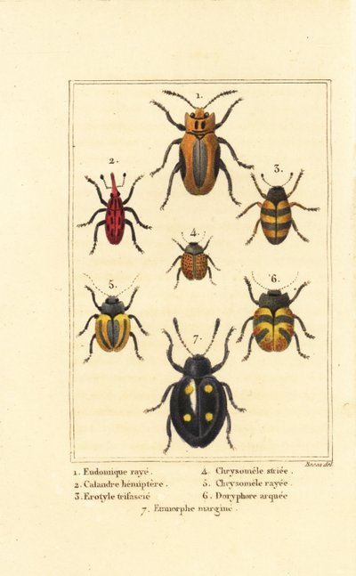 Gorgojos: Eudomychus striata 1, Calandra hemiptera 2, escarabajo de hongo agradable, Erotylus species 3, Chrysomela striata 4, Acalymma vittatum 5, Chrysomela arcuata 6 y Eumorphus marginata 7 de Pancrace (after) Bessa