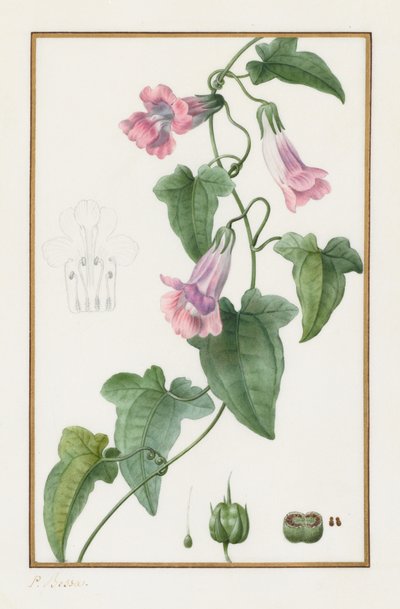 Maurandia semperflorens (Botánica) de Pancrace Bessa