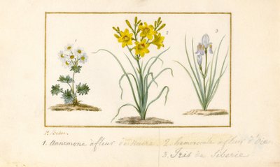 Anémona, Hemerocale e Iris de Pancrace Bessa