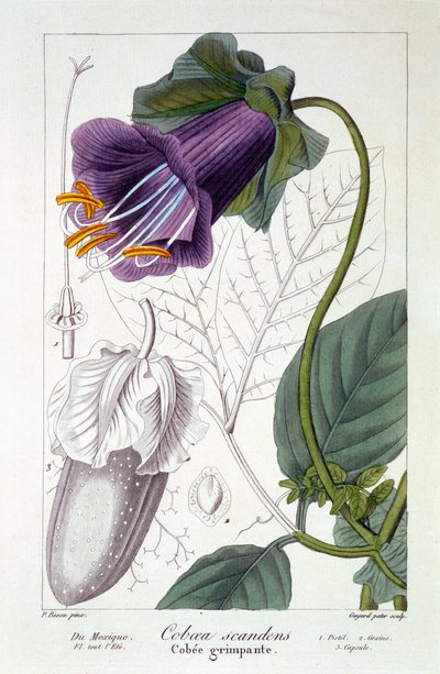 Cobaea scandens, 1836 de Pancrace Bessa