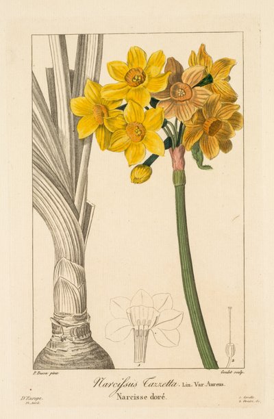 Flora de los Jardineros, Aficionados y Fabricantes: Polyanthus o Narciso en Racimo, 1836 de Pancrace Bessa