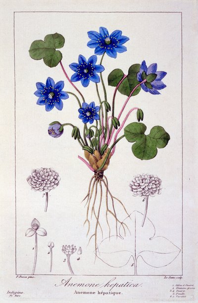 Hepatica nobilis, 1836 de Pancrace Bessa