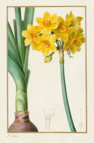 Polyanthus o Narciso en racimo (Botánico: Narcissus tazetta) de Pancrace Bessa