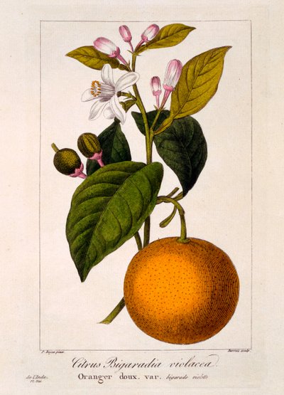 Naranja dulce: Citrus sinensis var. Bigaradia violacea, 1836 de Pancrace Bessa