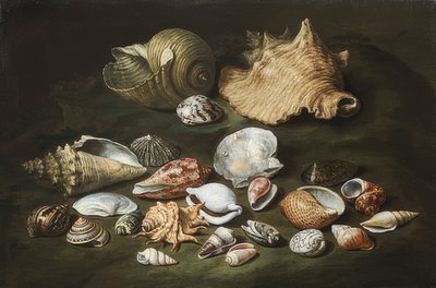 Naturaleza muerta con conchas de Paolo Porpora