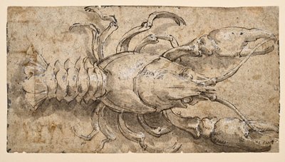 cangrejo de río (anverso) de Parmigianino
