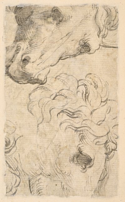 Dos estudios de cabezas de caballos (fragmento) (verso) de Parmigianino