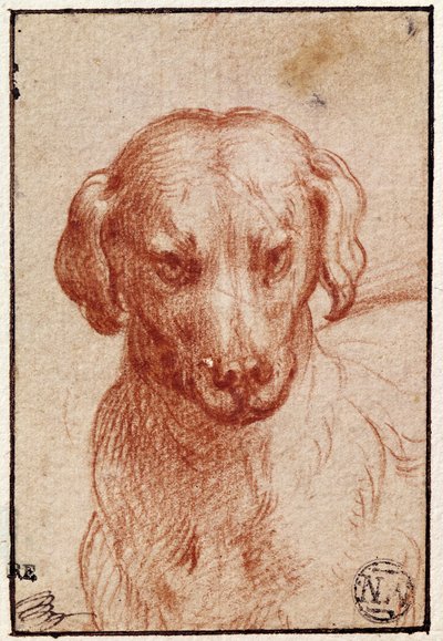 Cabeza de un Perro de Parmigianino
