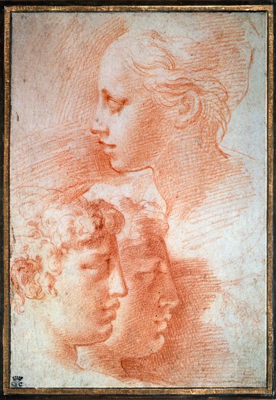 Estudio de las cabezas, c. 1527 de Parmigianino