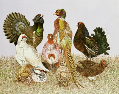Aves de caza de Pat Scott