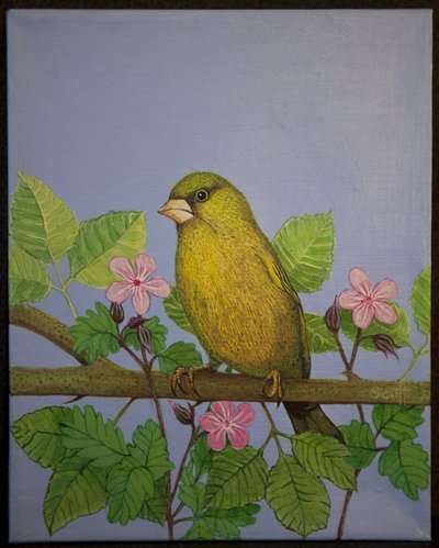 Verderón, 2016 de Pat Scott