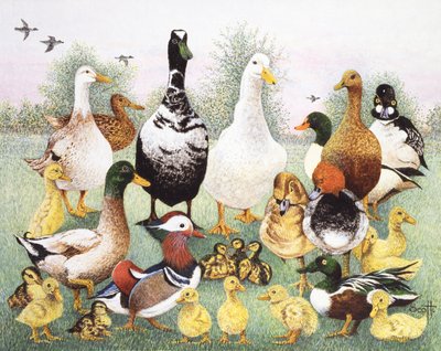 Hola Patos de Pat Scott