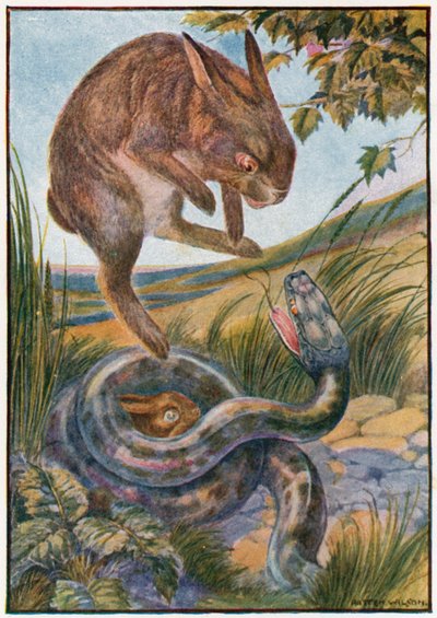 Al saltar, golpeó a la serpiente con sus fuertes garras traseras (litografía en color) de Patten Wilson