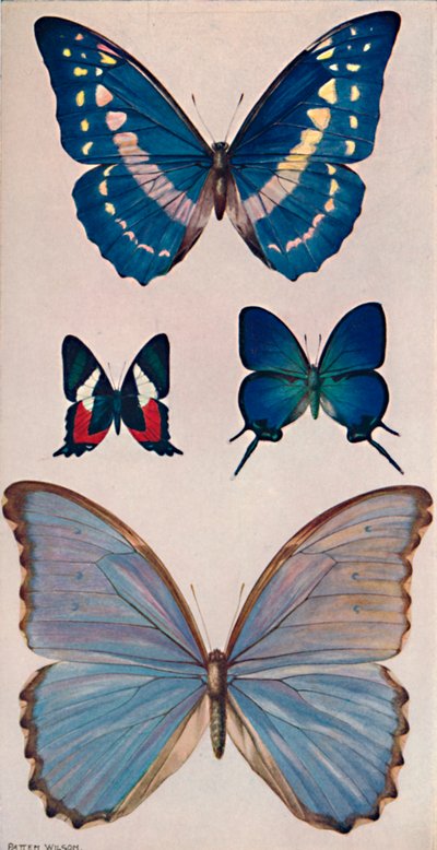 Algunas de las mariposas de Rios, 1914 de Patten Wilson