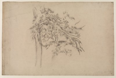 Estudio de un árbol, c.1885-87 de Paul Cézanne