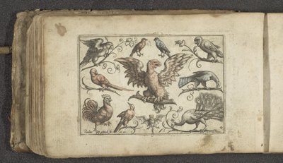 Ave rapaz, otras nueve aves y un murciélago Pájaros (título de la serie) de Paul Göttich