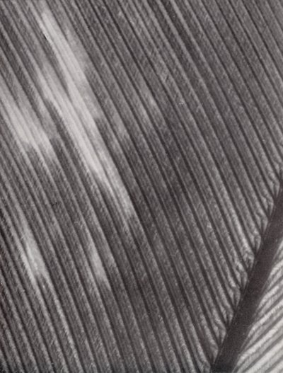 Pluma (foto en blanco y negro) de Paul Henning