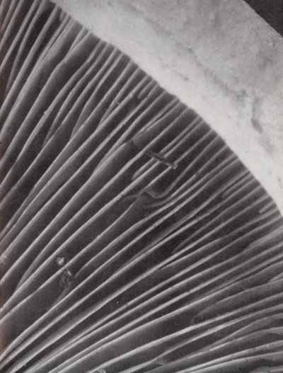 Parte inferior de una seta (fotografía en blanco y negro) de Paul Henning