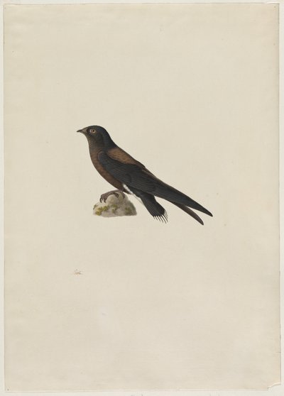 Needle-Tailed Swift (Hirundapus caudaculus) de Paul Huet