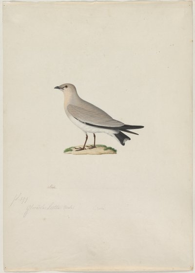 Pequeña Pratincola Glareola lactea, 1800s de Paul Huet