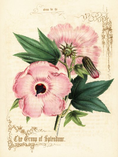 Flores y follaje de hibisco rosa. de Paul Jerrard