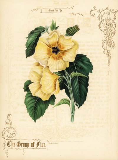 Flores y follaje de hibisco amarillo. de Paul Jerrard