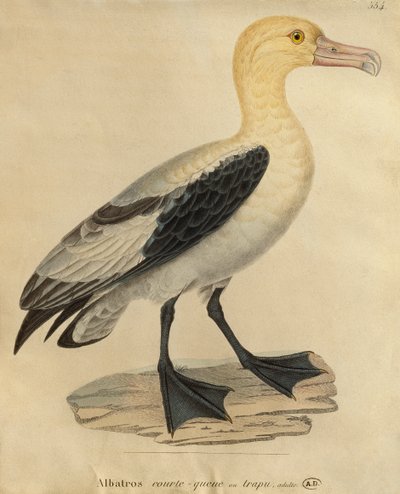 Albatros con una cola corta de Paul Louis Oudart