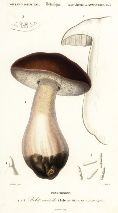 Cep, penny bun, porcino o hongo porcini, Boletus edulis. ,1849 (grabado) de Paul Louis Oudart
