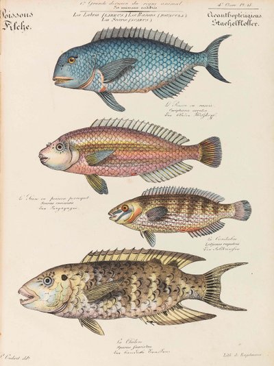 Curso de historia natural de Paul Louis Oudart