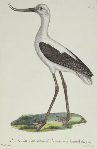 Avoceta de cabeza blanca, principios del siglo XIX de Paul Louis Oudart