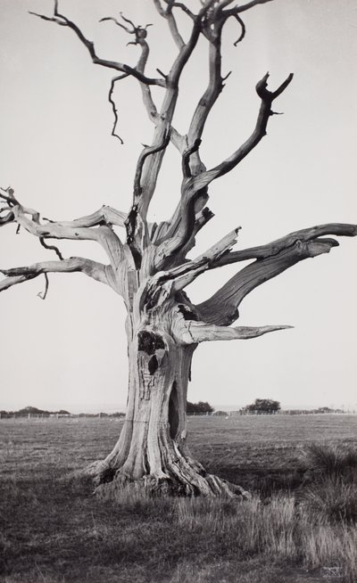 Árbol muerto, Romney Marsh de Paul Nash