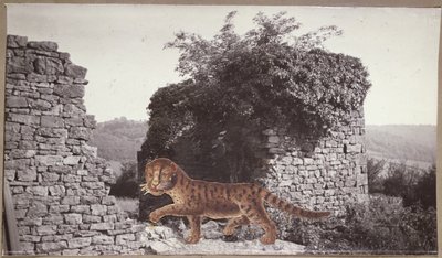 Tigre, Tigre, c.1938 (collage) de Paul Nash