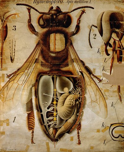 Anatomía de la abeja melífera, No.13, Cartel Zoológico de Pfurtscheller de Paul Pfurtscheller