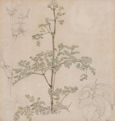 Estudio de perifollo silvestre de Paul Sandby