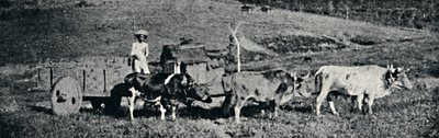Carro de bueyes, 1895 de Paulo Sack