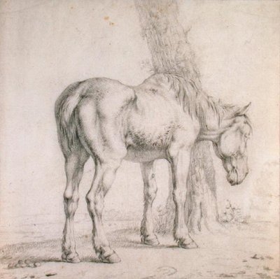 Un Caballo Viejo de Paulus (attr.to) Potter