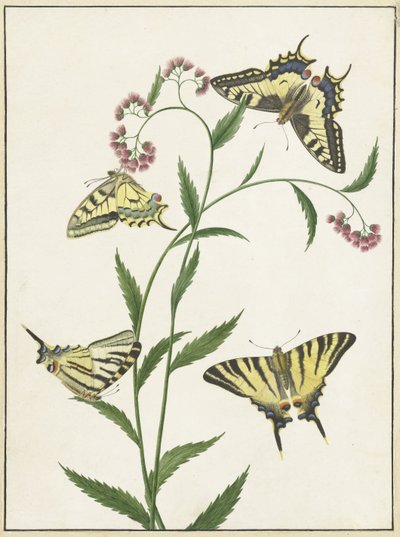 Cuatro mariposas sobre flores de Paulus Knogh