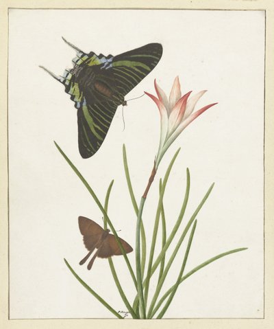 Dos mariposas cerca de un lirio de Paulus Knogh