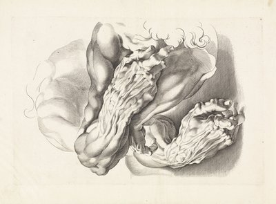 Estudios anatómicos de brazos. El libro de dibujo de Peter Paul Rubens (título de la serie) de Paulus Pontius
