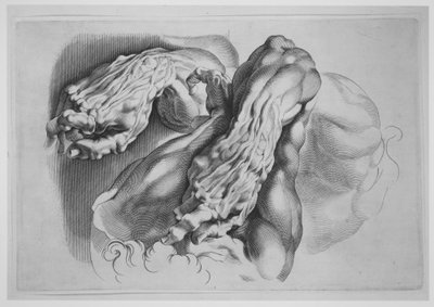 Tres Estudios de Écorchés, después de 1640 de Paulus Pontius