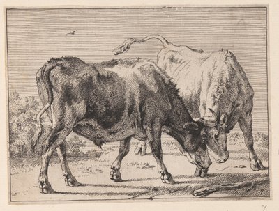 Dos bueyes peleando, de Varios bueyes y vacas de Paulus Potter