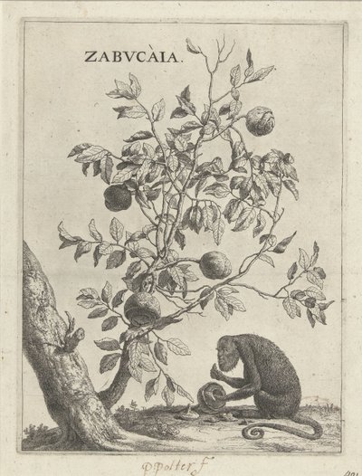 Zabucaiaboom en een aap Zabvcàia (título sobre objeto) de Paulus Potter