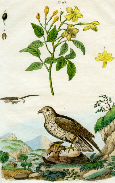 Jazmín y Águila de Dedo Corto, siglo XVIII o XIX de Pedretti